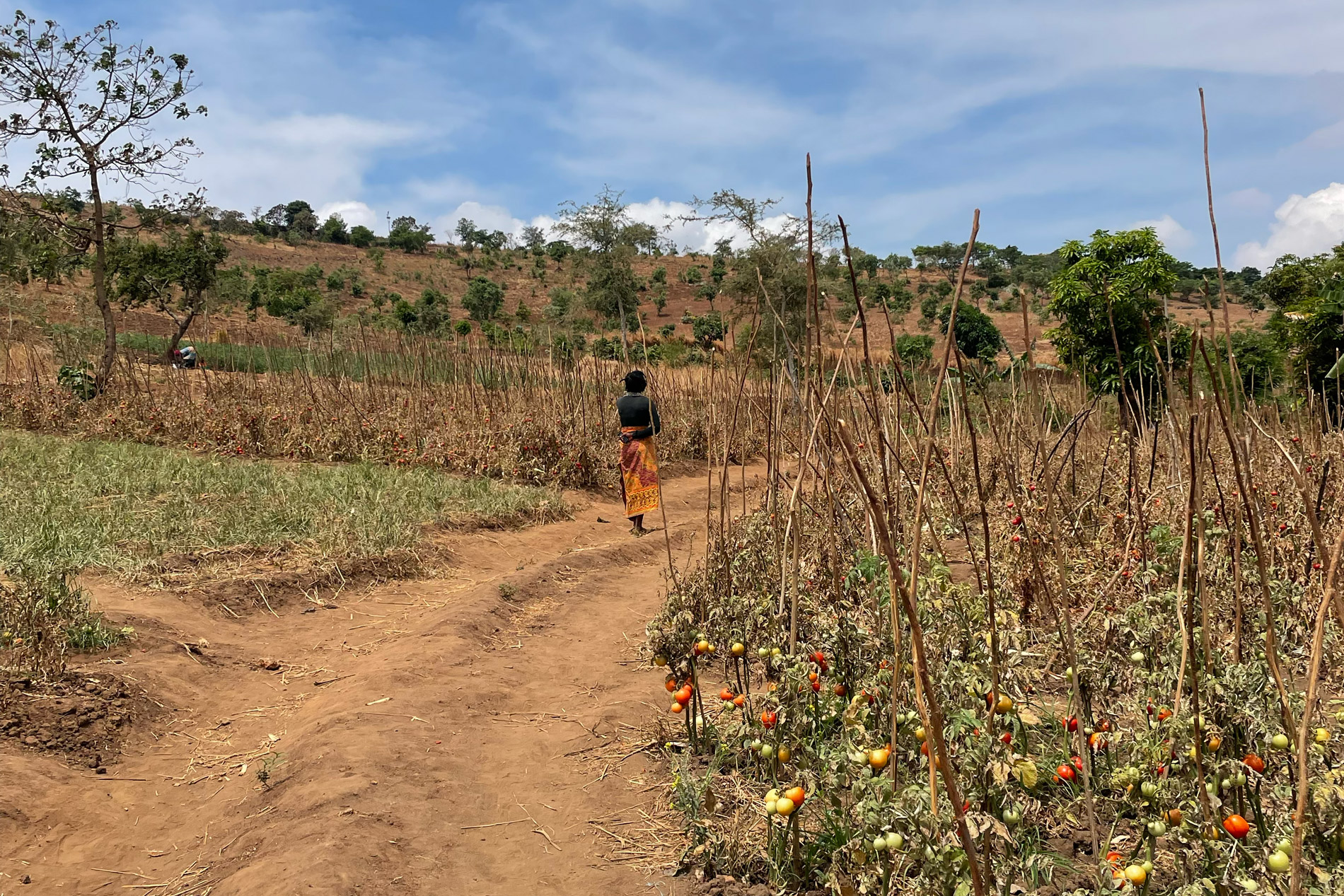 Kvinne som går på en åker i Malawi